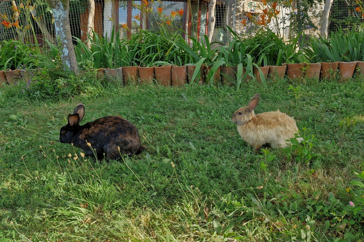 Picture of Relax at the ranch with Friends