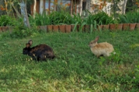 Picture of Relax at the rancho with Friends