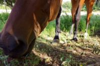 Picture of Relax at the rancho with Friends