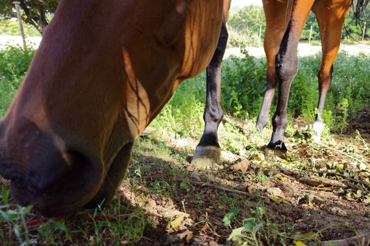 Picture of Relax at the ranch